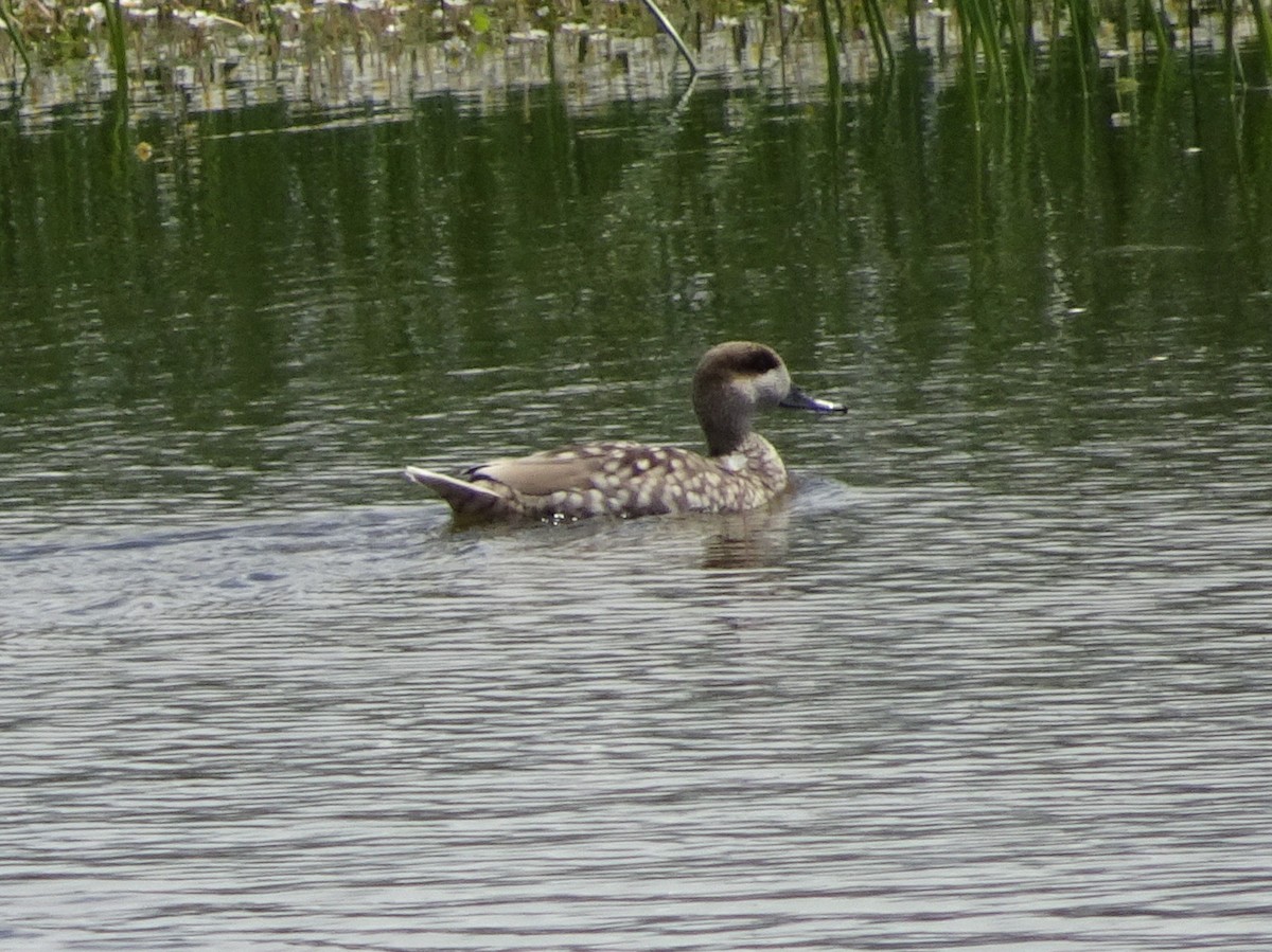 Marbled Duck - Stephen Chang