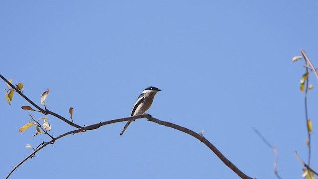 Bar-winged Flycatcher-shrike - ML542563061