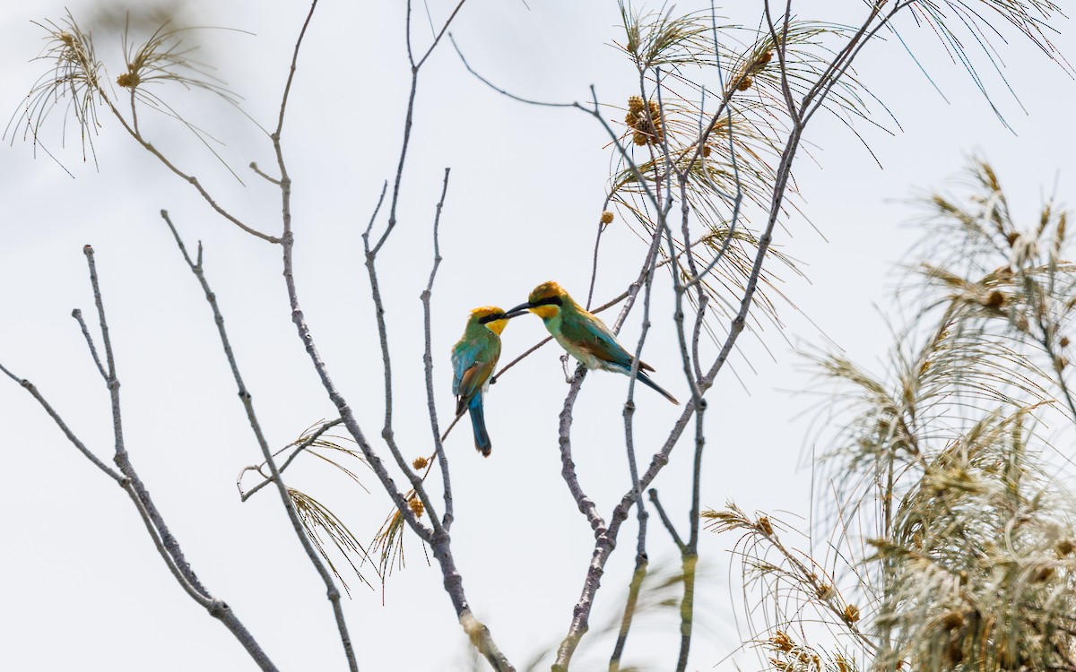 Rainbow Bee-eater - ML542563501