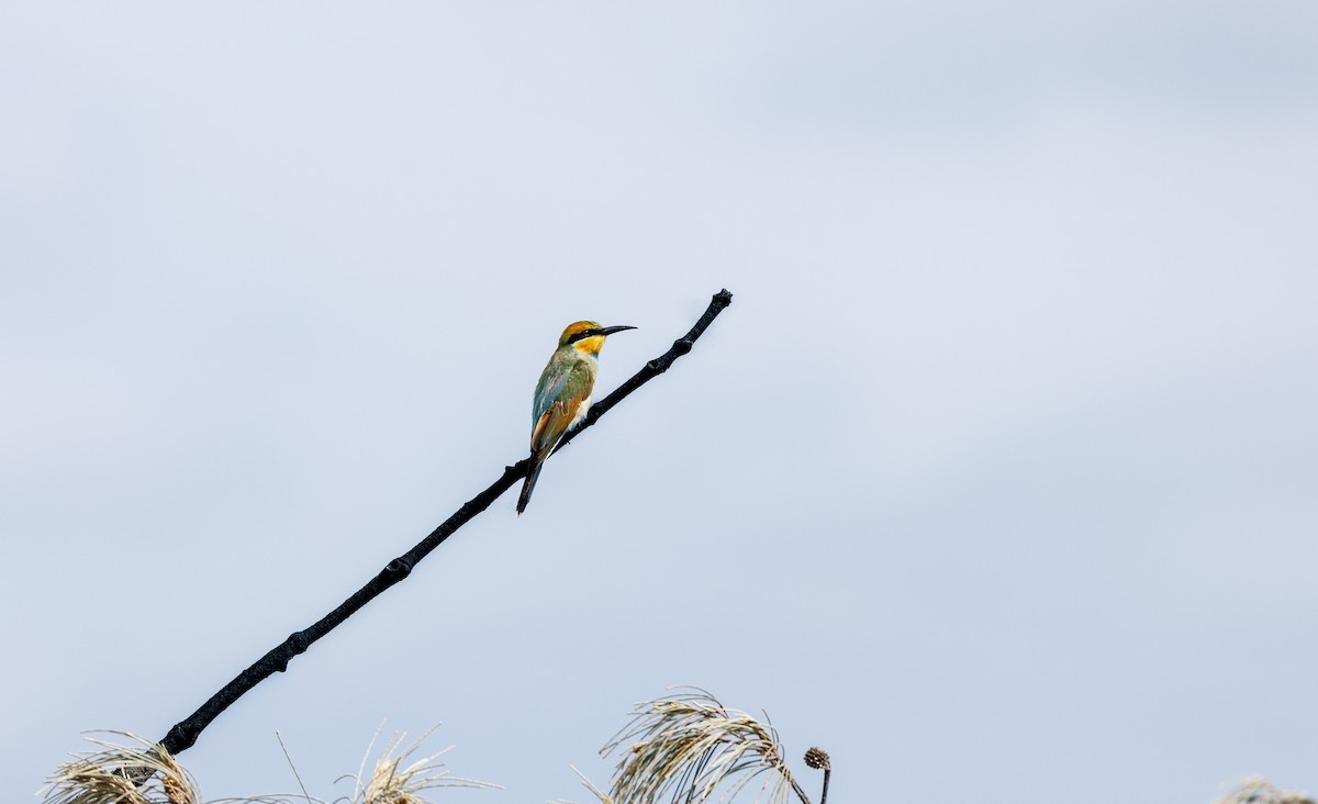 Rainbow Bee-eater - ML542563521