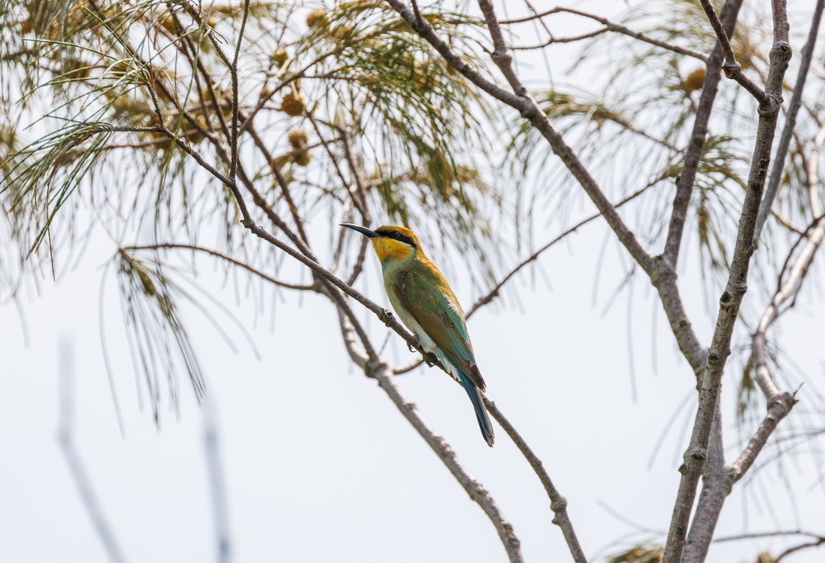 Rainbow Bee-eater - ML542563551