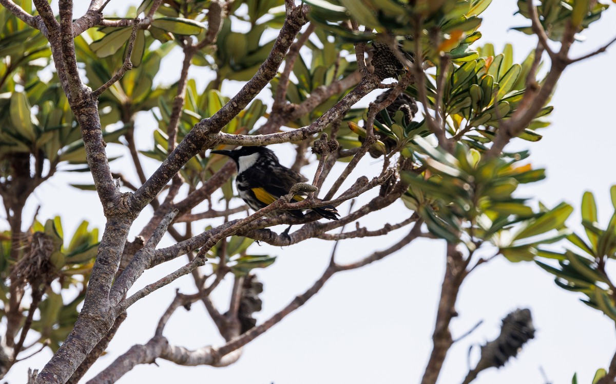 White-cheeked Honeyeater - ML542563581