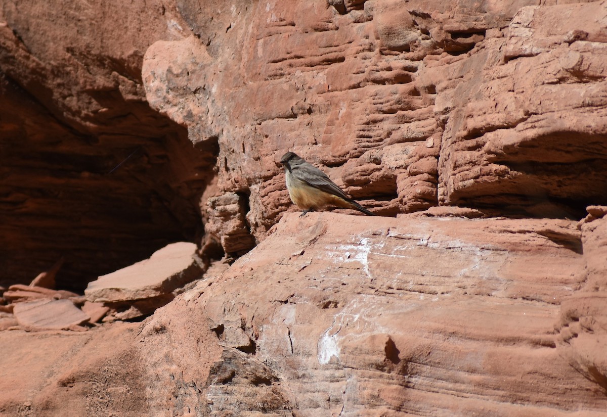 Say's Phoebe - ML542564571