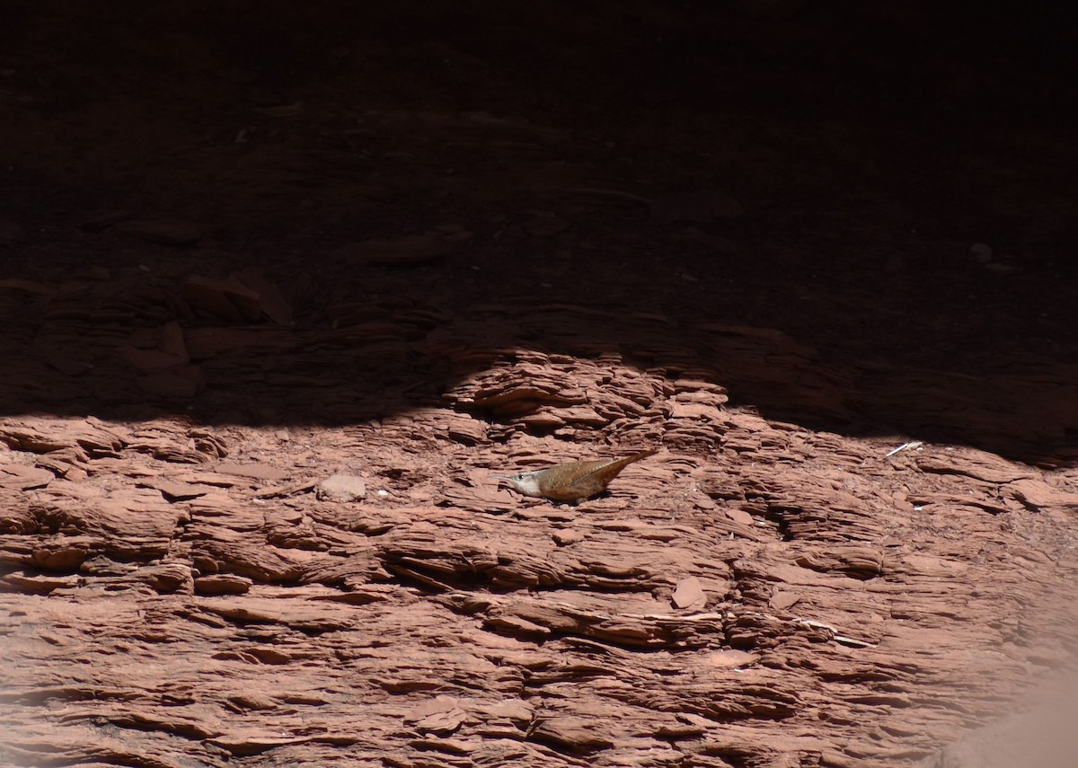 Canyon Wren - ML542564581