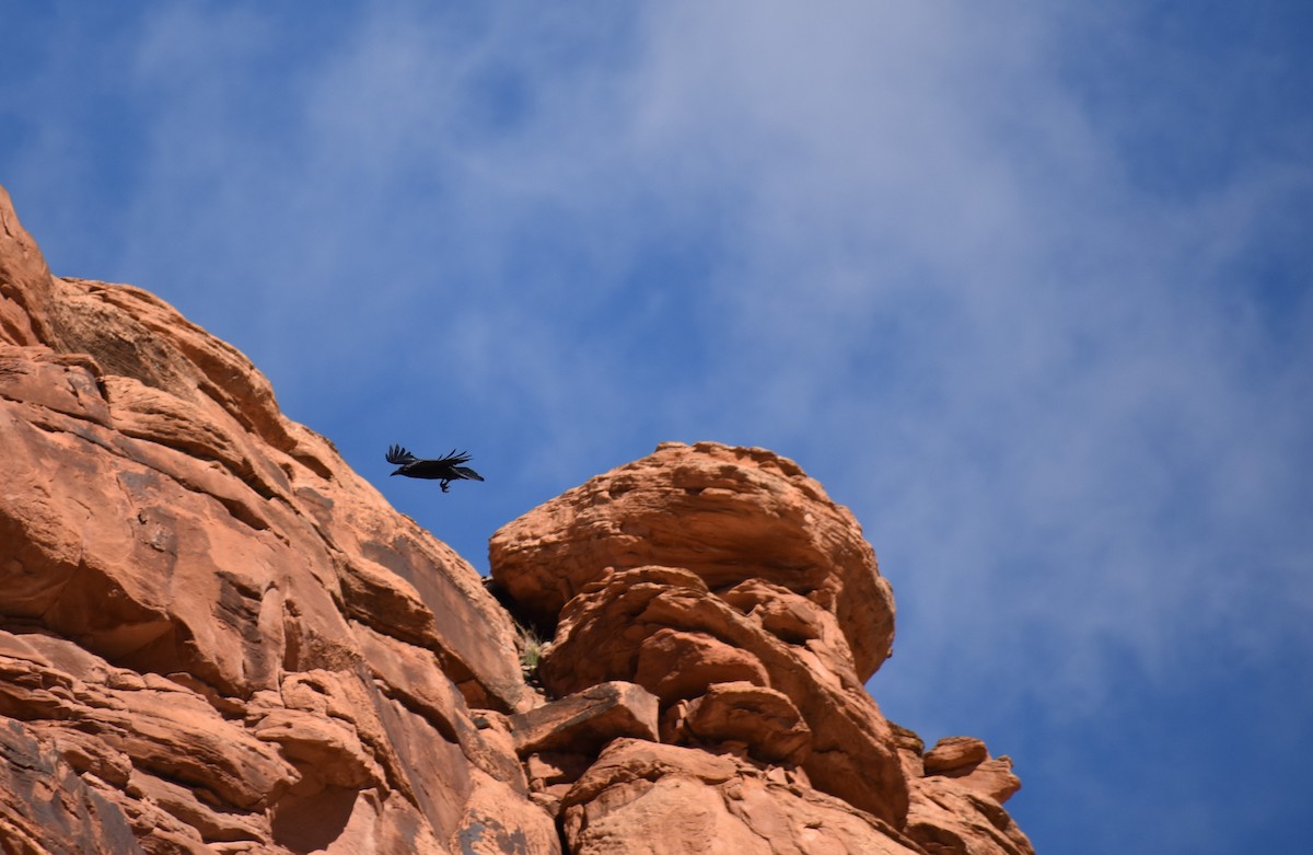 American Crow - ML542564591
