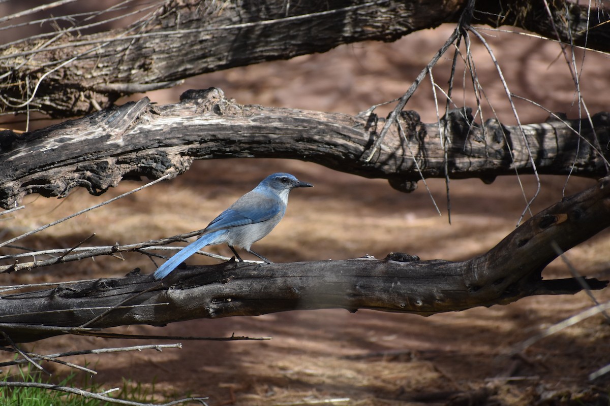 Woodhouse's Scrub-Jay - ML542564631