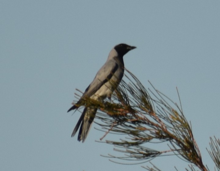 Black-faced Cuckooshrike - ML542565411