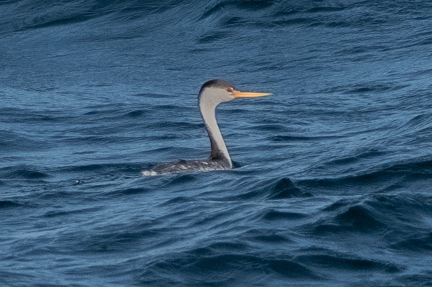 Clark's Grebe - ML542565661