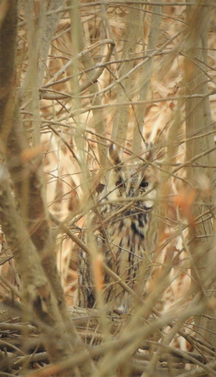 Long-eared Owl - ML542565701