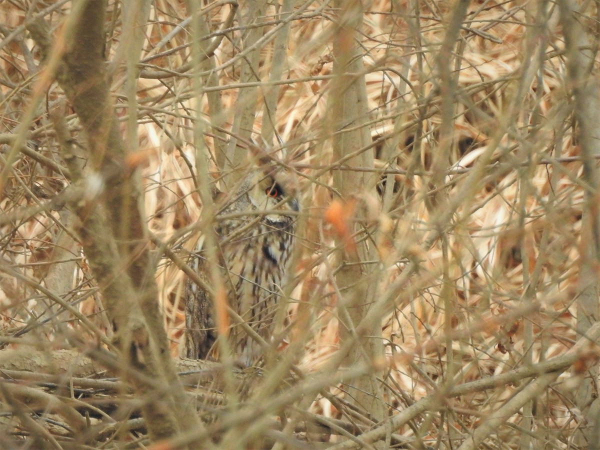 Long-eared Owl - ML542565711