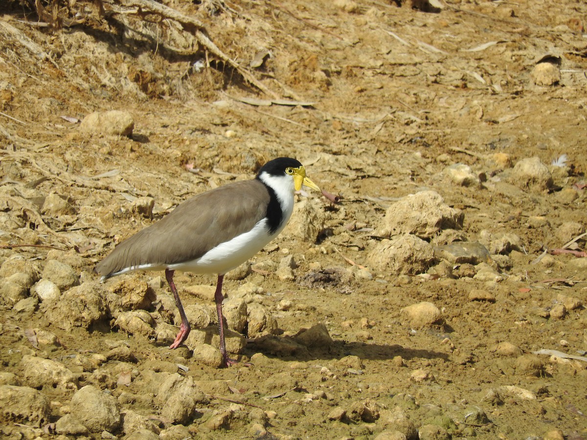 Masked Lapwing (Black-shouldered) - Archer Callaway