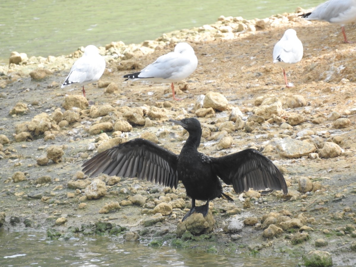 Little Black Cormorant - Archer Callaway