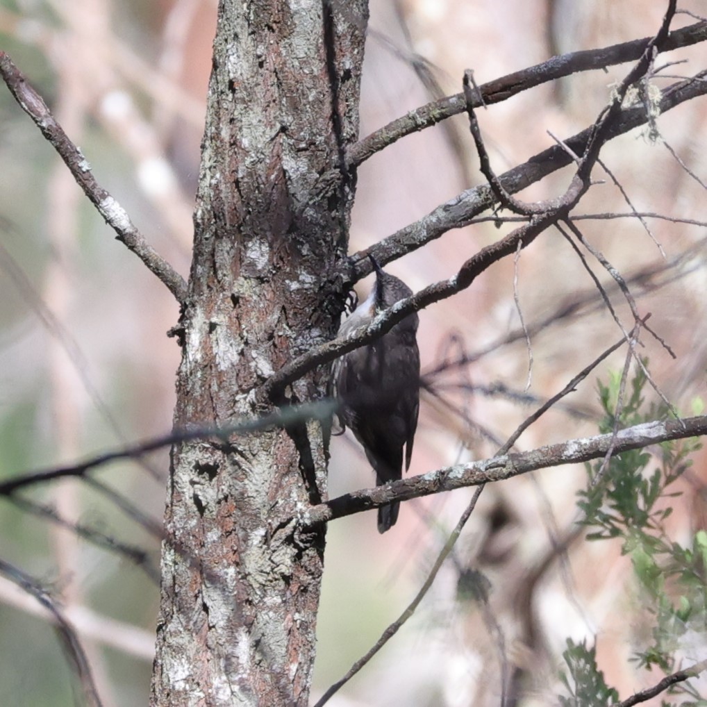 White-throated Treecreeper - ML542569121