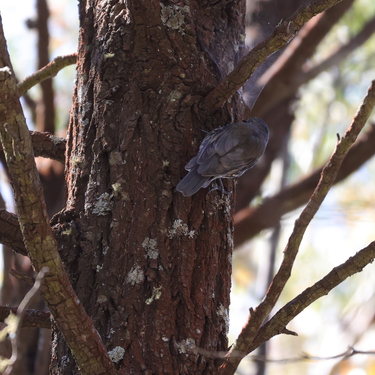 White-throated Treecreeper - ML542569151