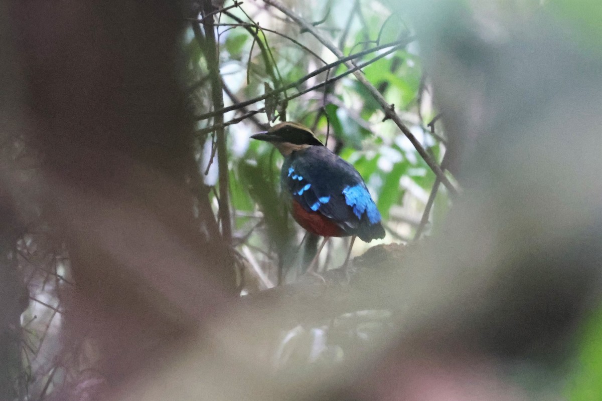 Green-breasted Pitta - ML542569201