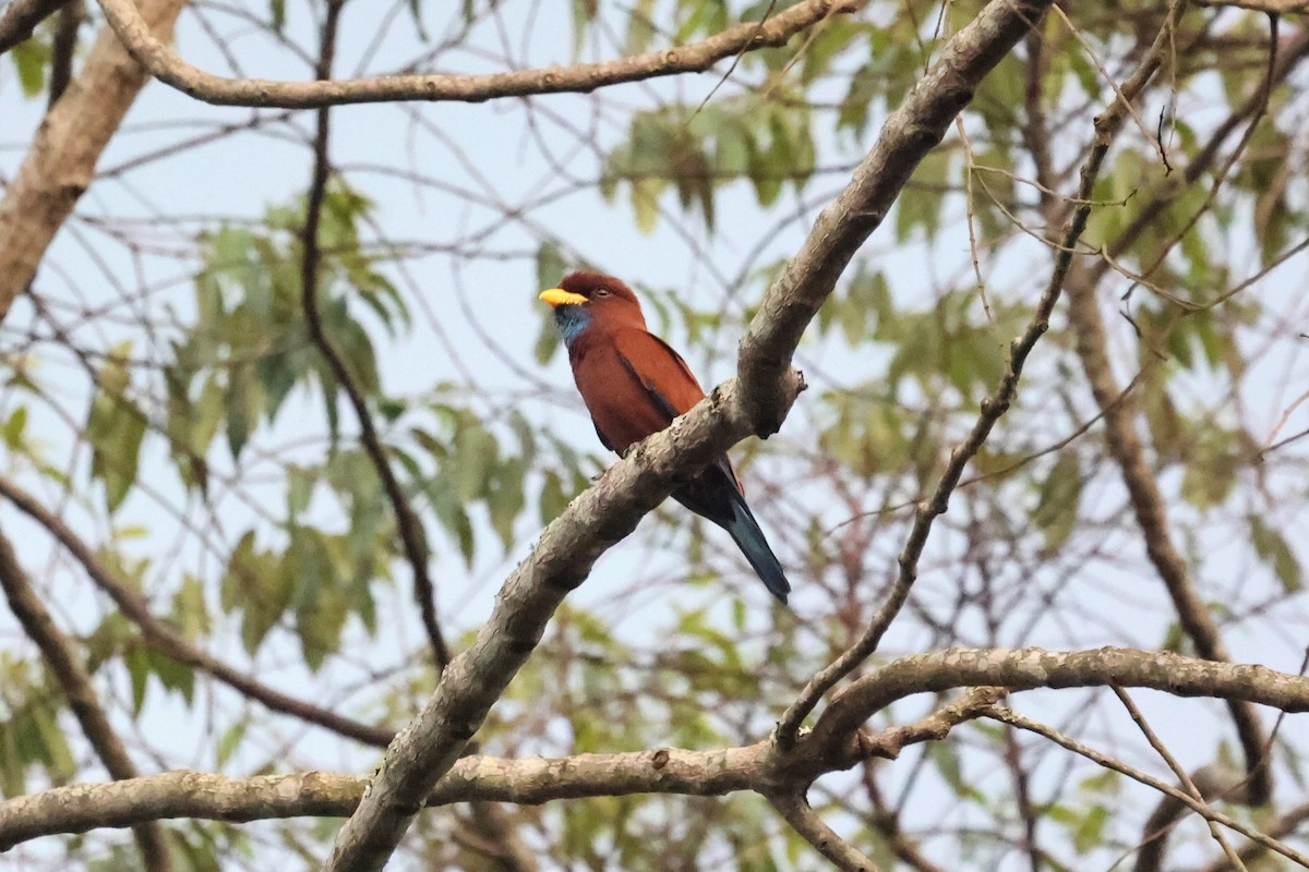 Blue-throated Roller - ML542569351