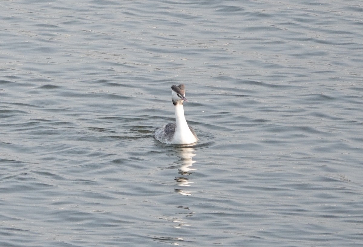 Great Crested Grebe - ML542570661