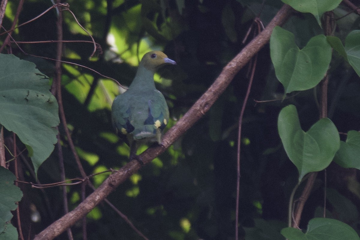 Tanna Fruit-Dove - ML542572671