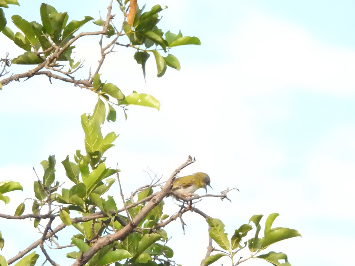Yellow-breasted Apalis - ML542572701