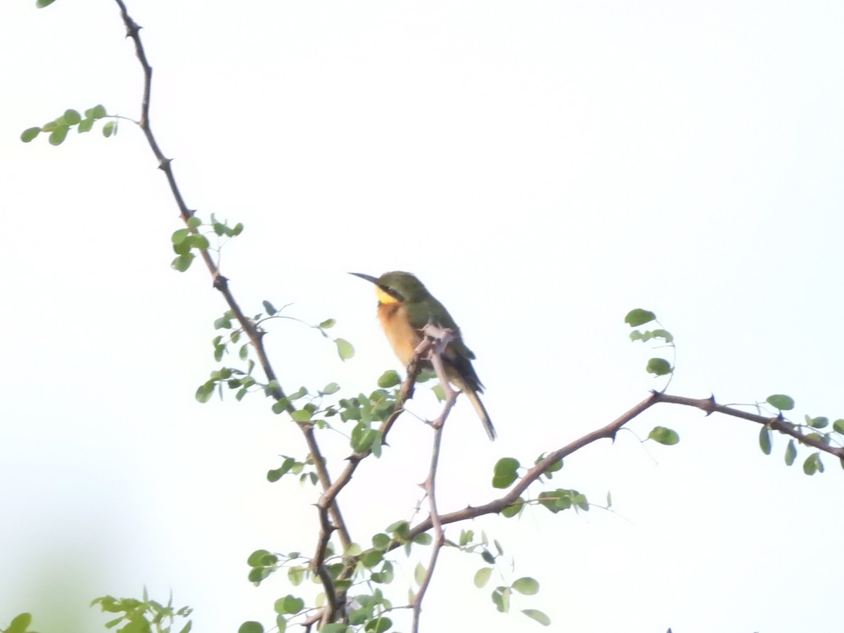 Little Bee-eater - ML542572741