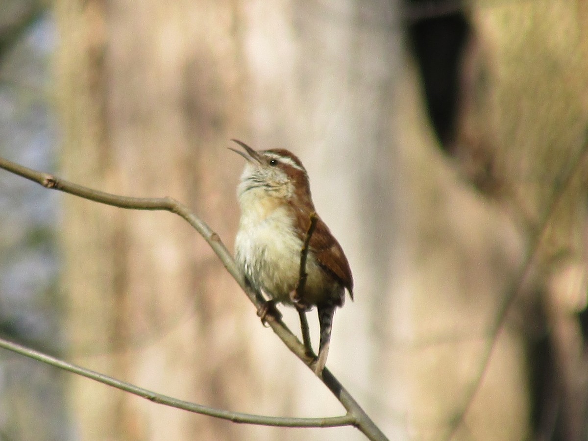 Carolina Wren - ML54257291