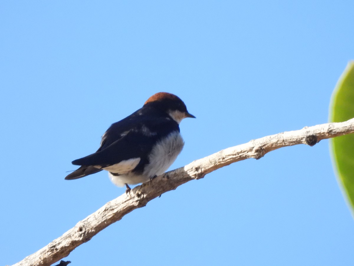 Wire-tailed Swallow - ML542573081