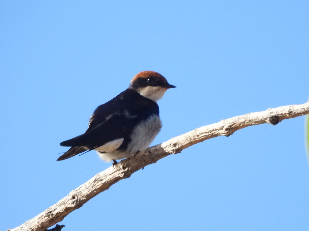 Wire-tailed Swallow - ML542573091