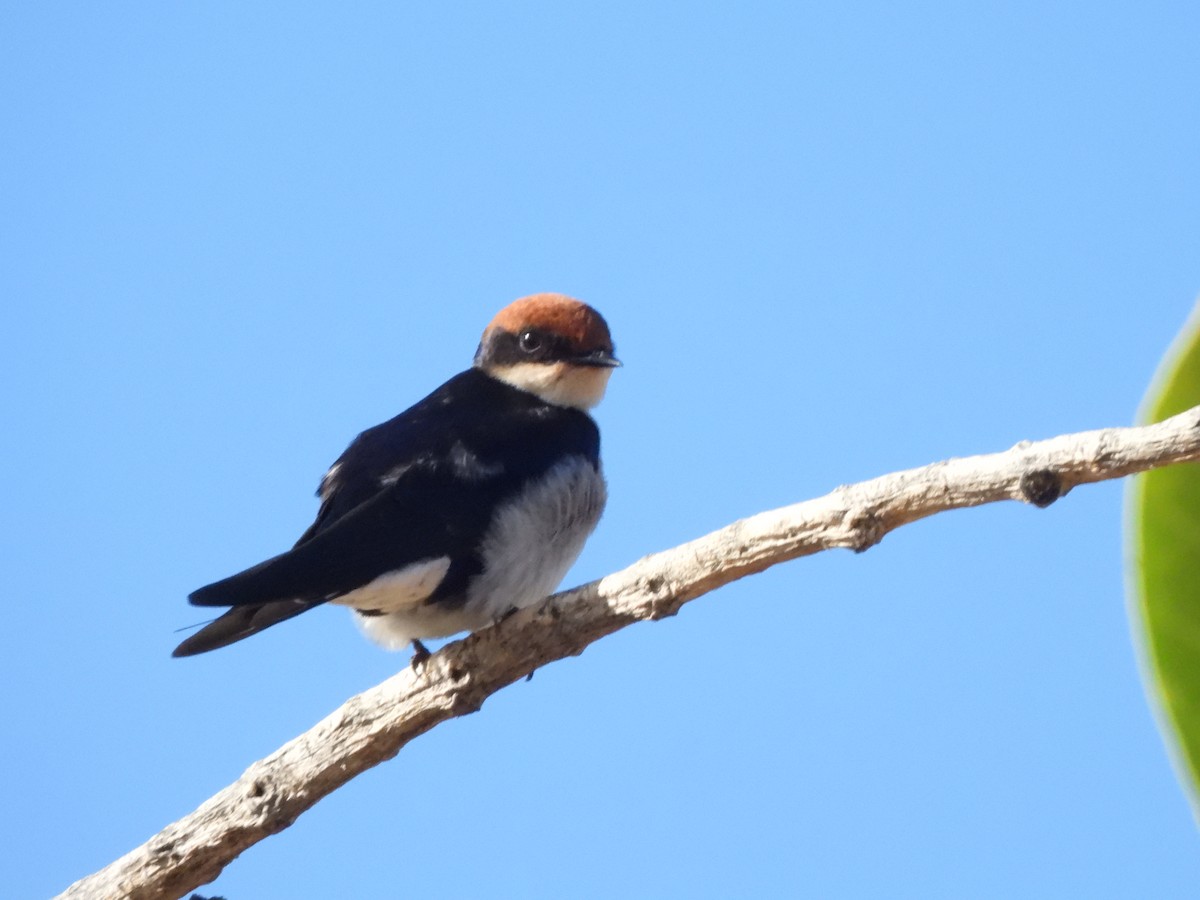 Wire-tailed Swallow - ML542573101