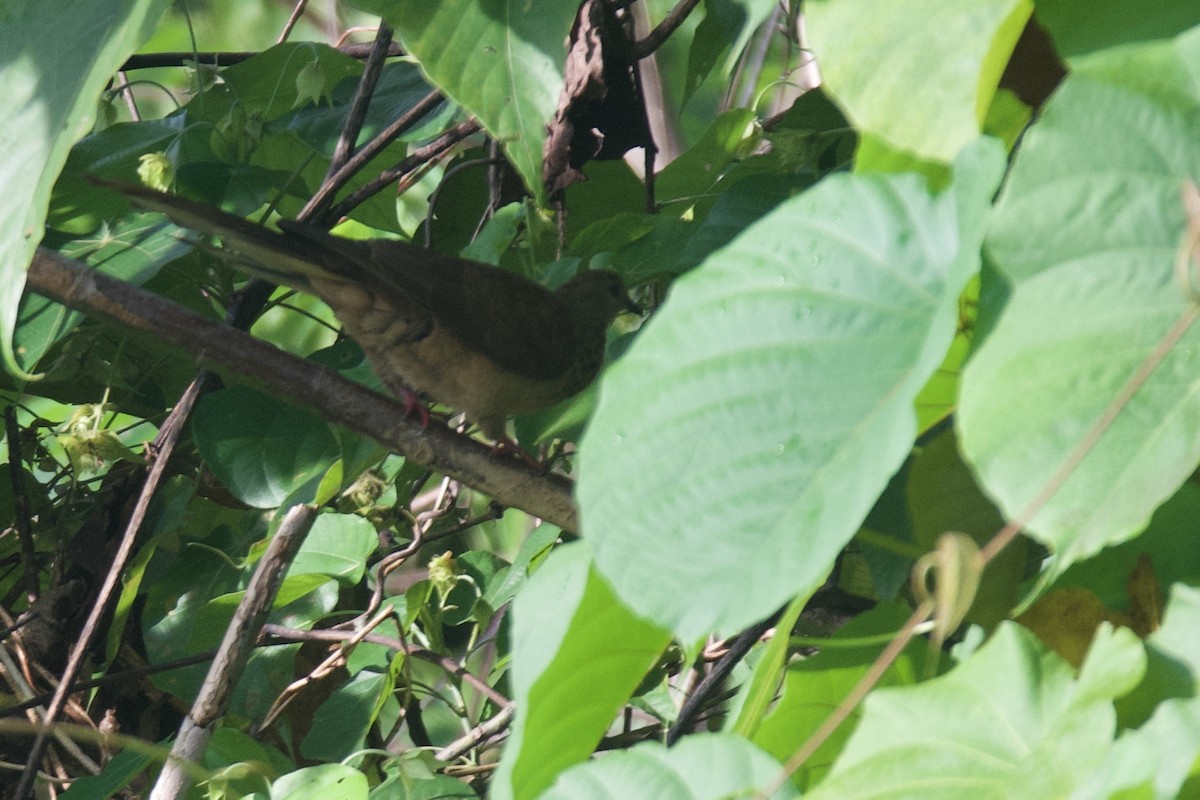 Mackinlay's Cuckoo-Dove - ML542573121