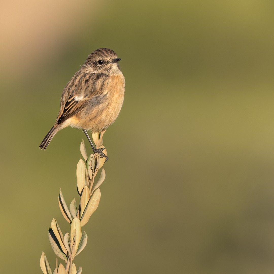 European Stonechat - ML542573191