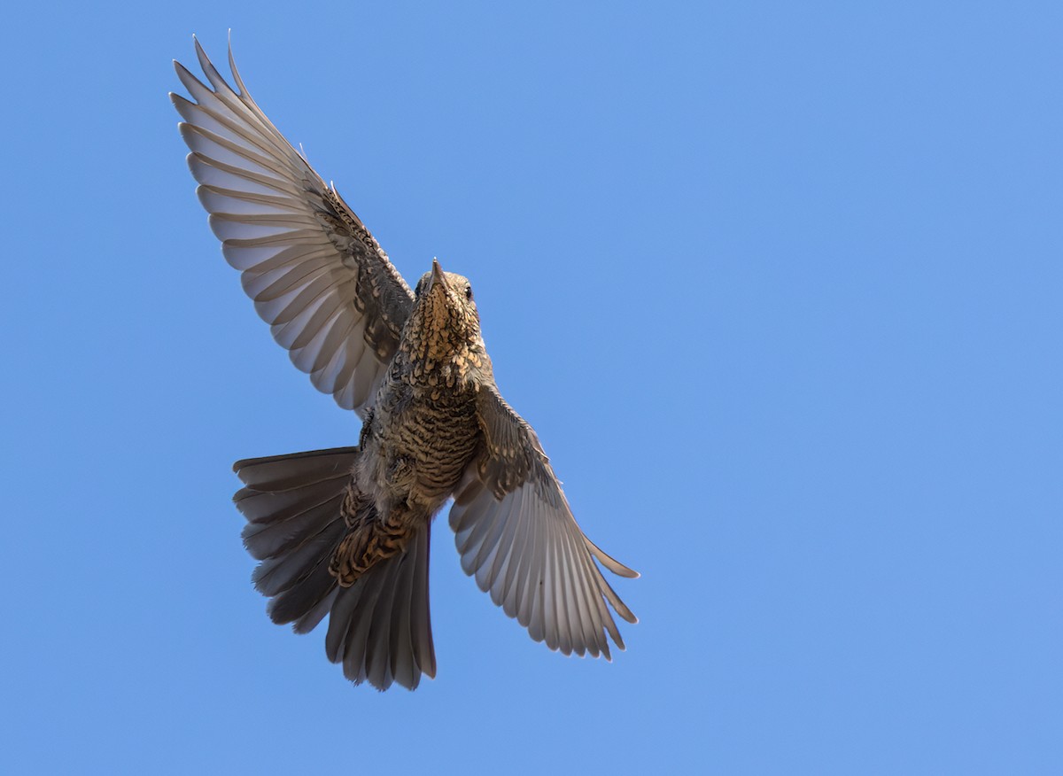 Blue Rock-Thrush - ML542573221