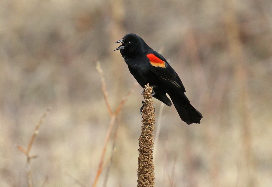Red-winged Blackbird - ML54257331