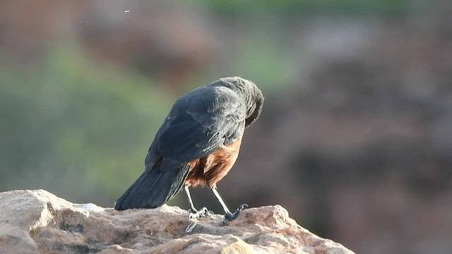 Mocking Cliff-Chat - ML542573801