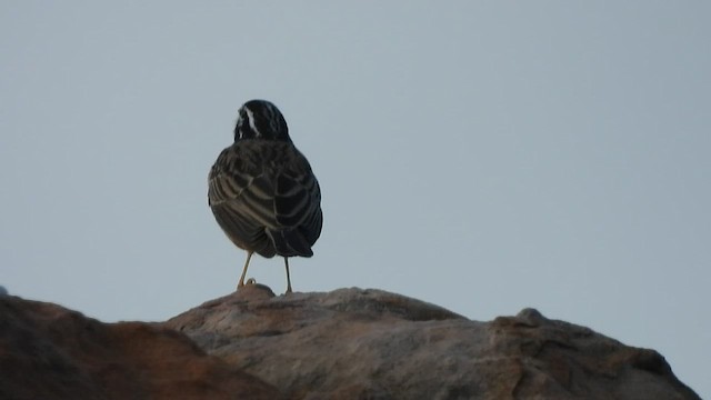 Cinnamon-breasted Bunting - ML542574011