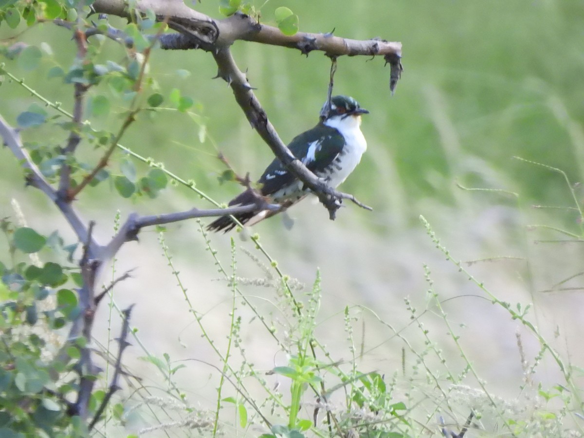 Dideric Cuckoo - ML542574021