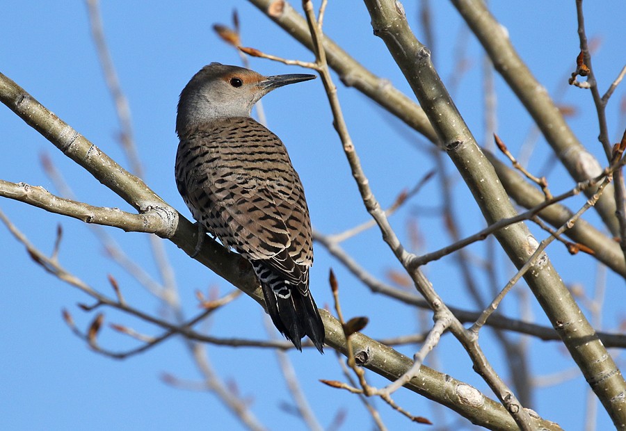 Northern Flicker - ML54257481