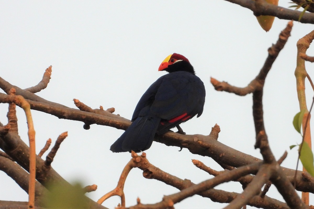 Turaco Violáceo - ML542574881