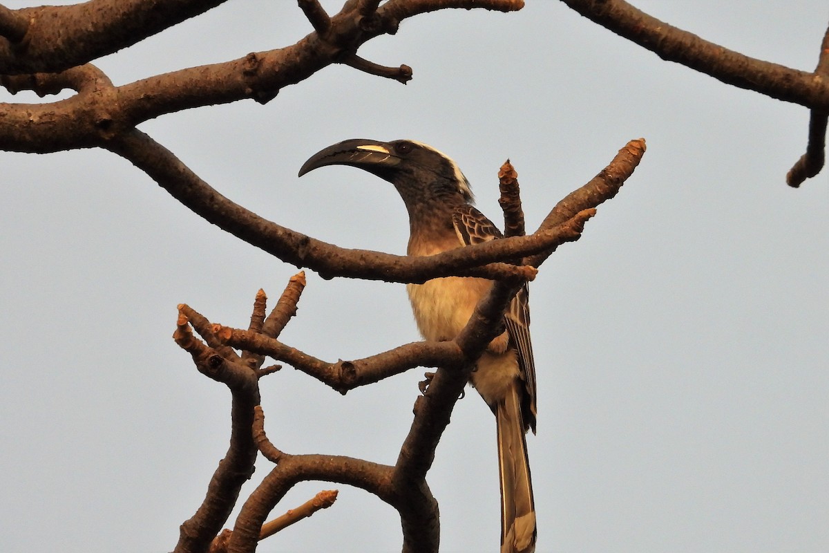 African Gray Hornbill - Franck Ottaviani