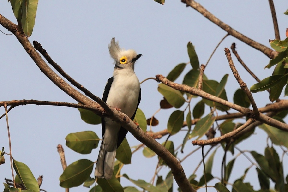 White Helmetshrike - ML542575371