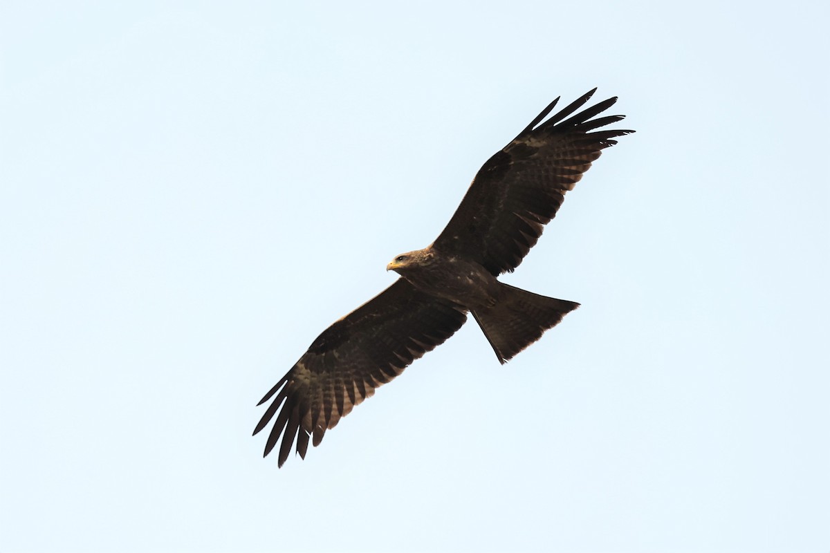 Black Kite - Franck Ottaviani