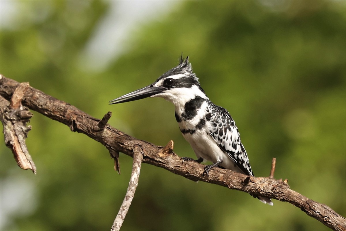 Pied Kingfisher - ML542575711