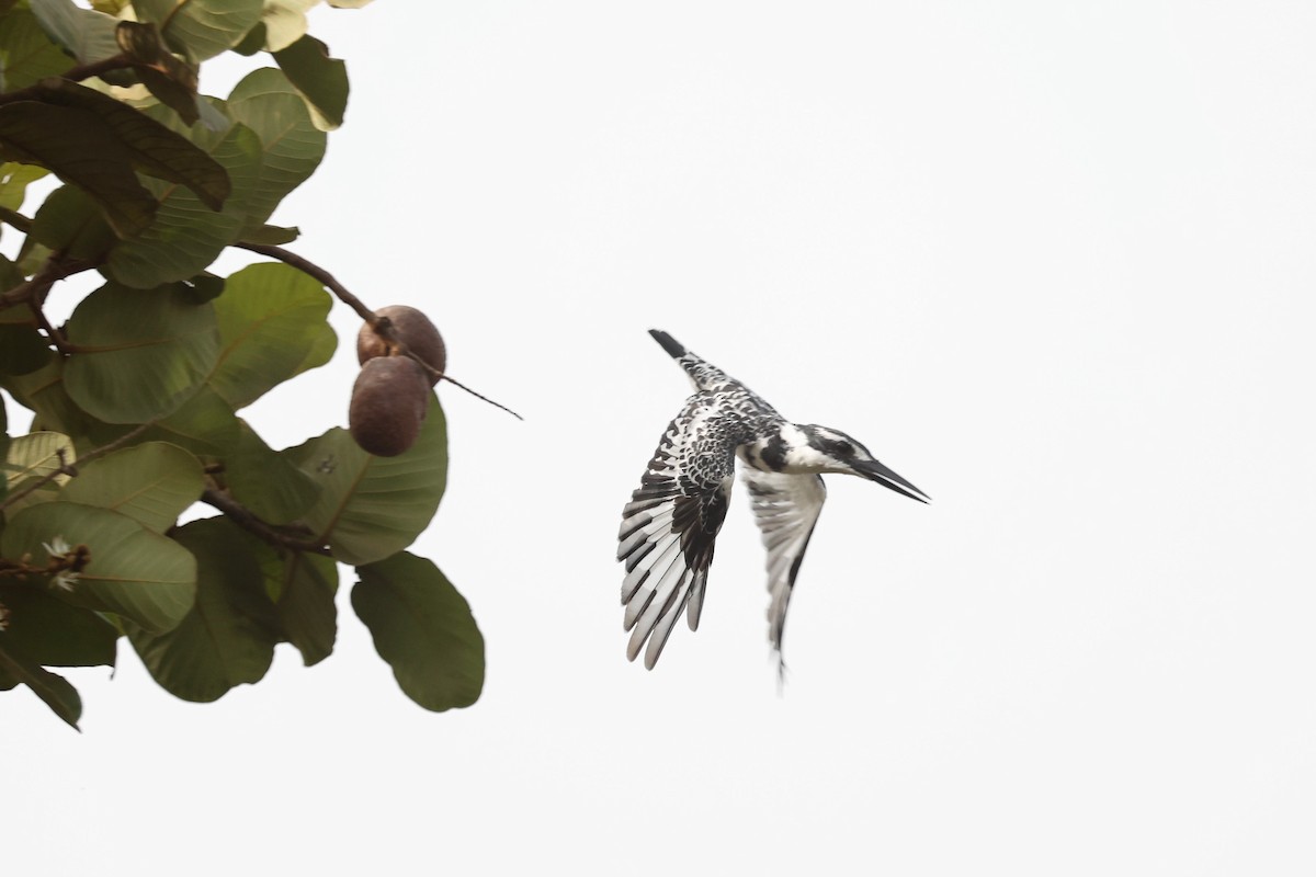 Pied Kingfisher - ML542575761