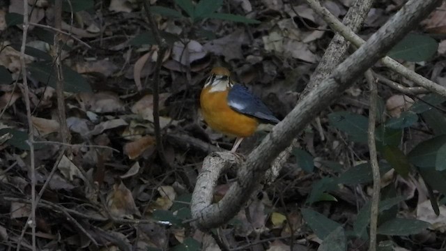 Grive à tête orange - ML542576151