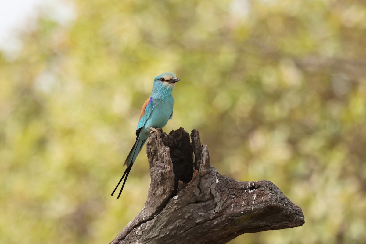 Abyssinian Roller - Franck Ottaviani