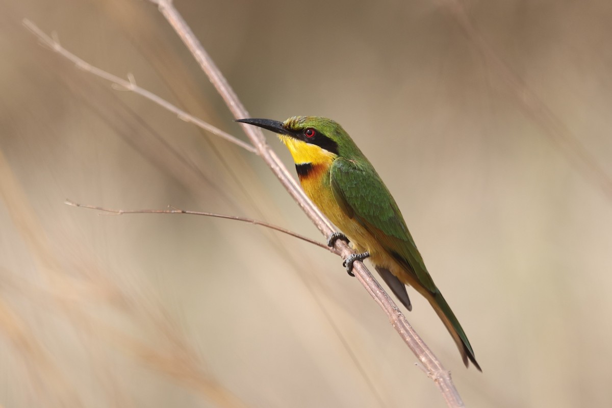 Little Bee-eater - Franck Ottaviani