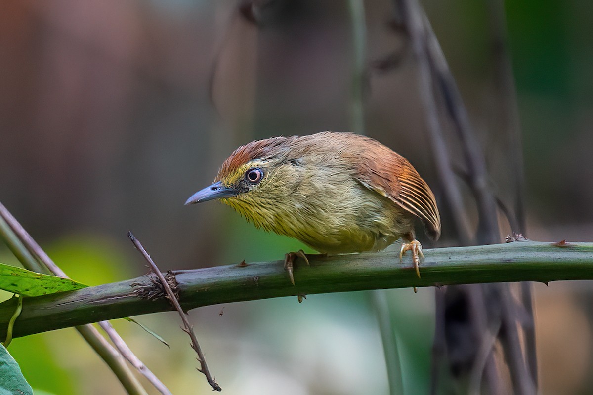 Pin-striped Tit-Babbler - ML542576431