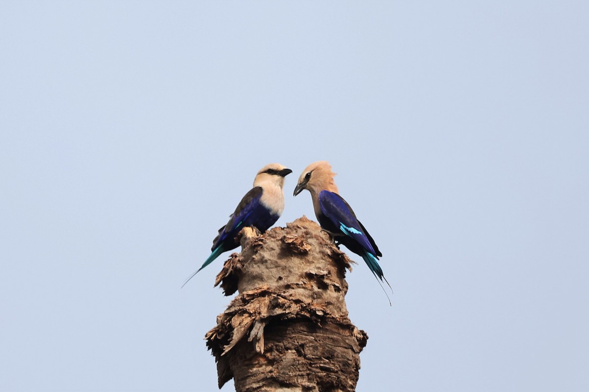 Blue-bellied Roller - Franck Ottaviani