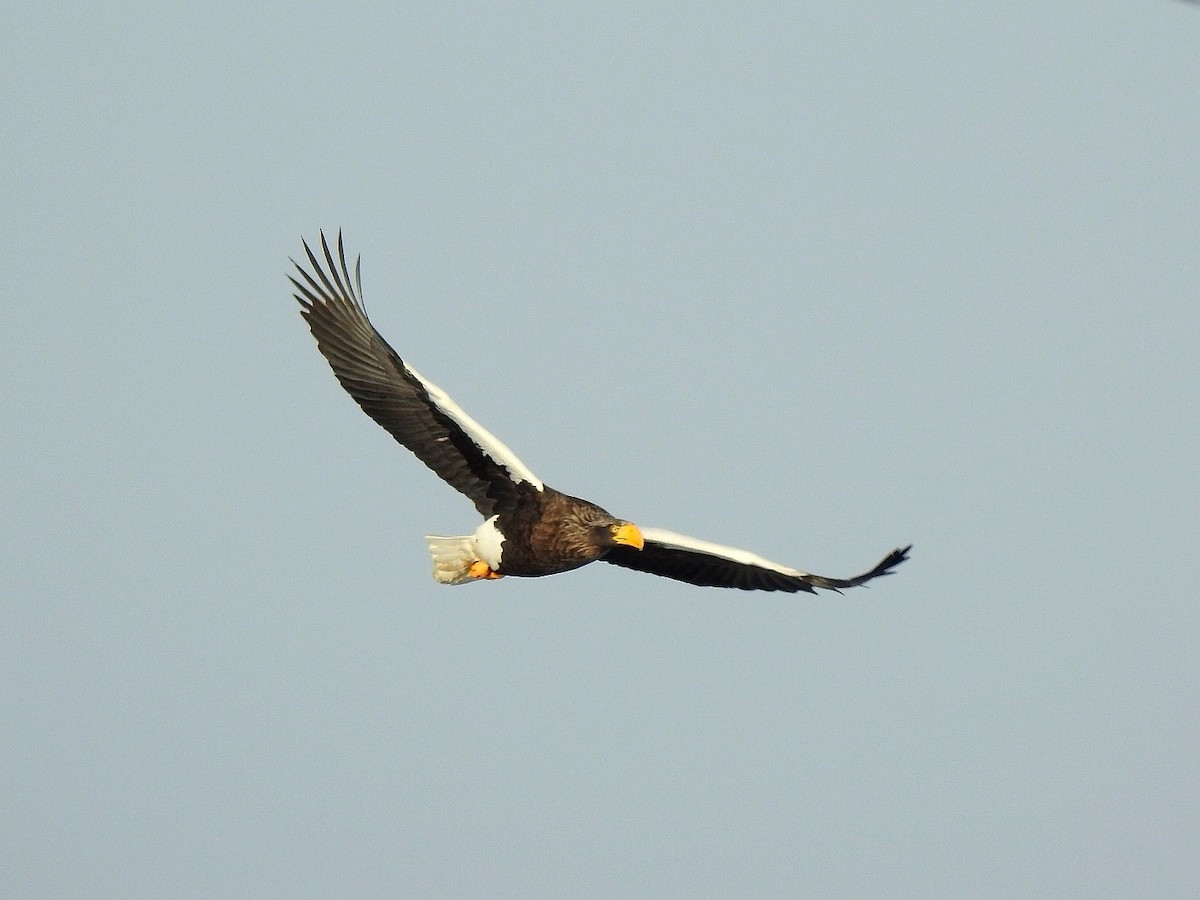 Steller's Sea-Eagle - Guokai Wang