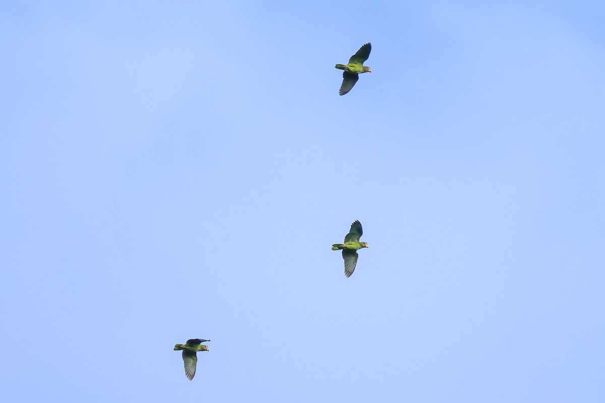 Yellow-billed Parrot - ML542577131