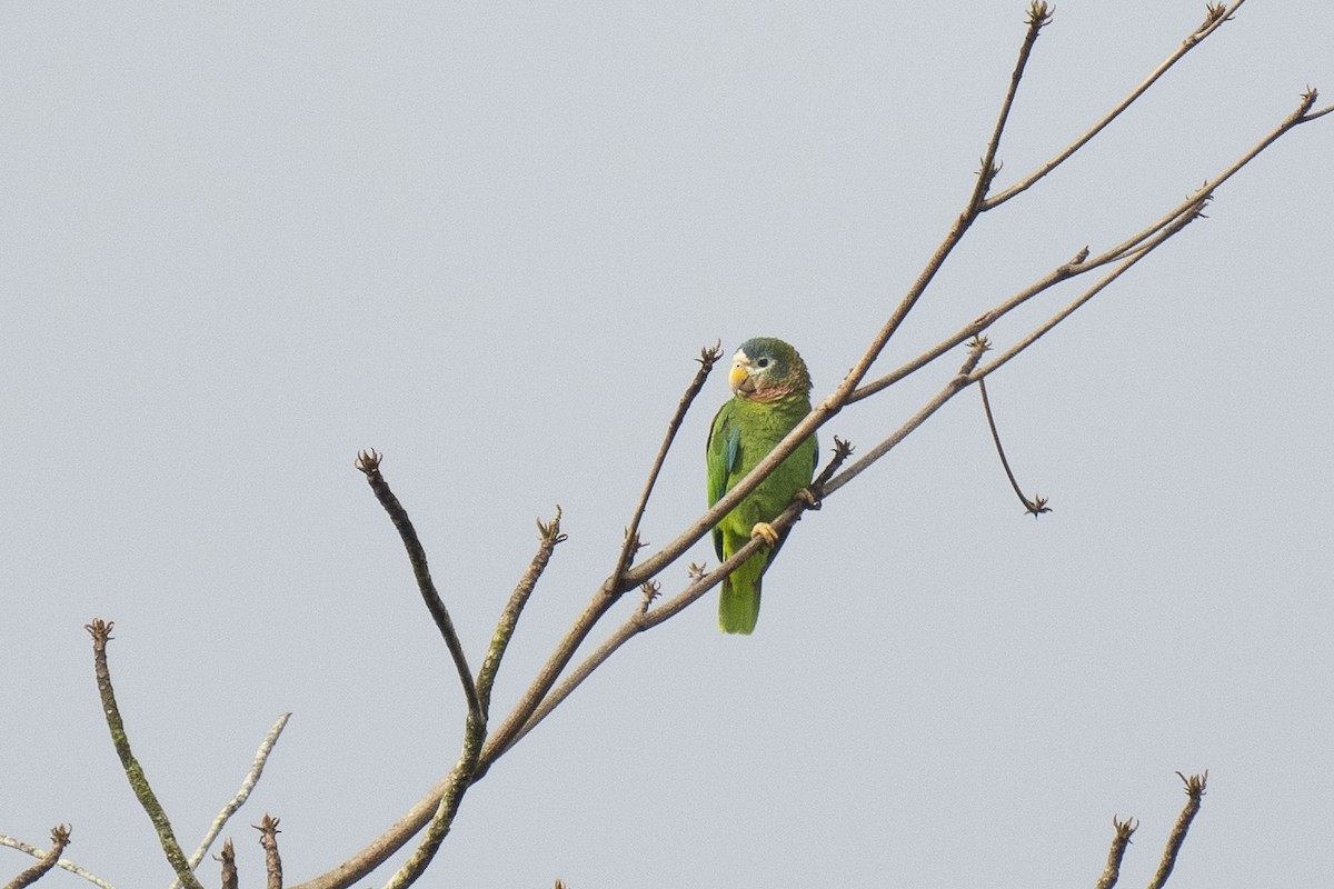 Yellow-billed Parrot - ML542577141